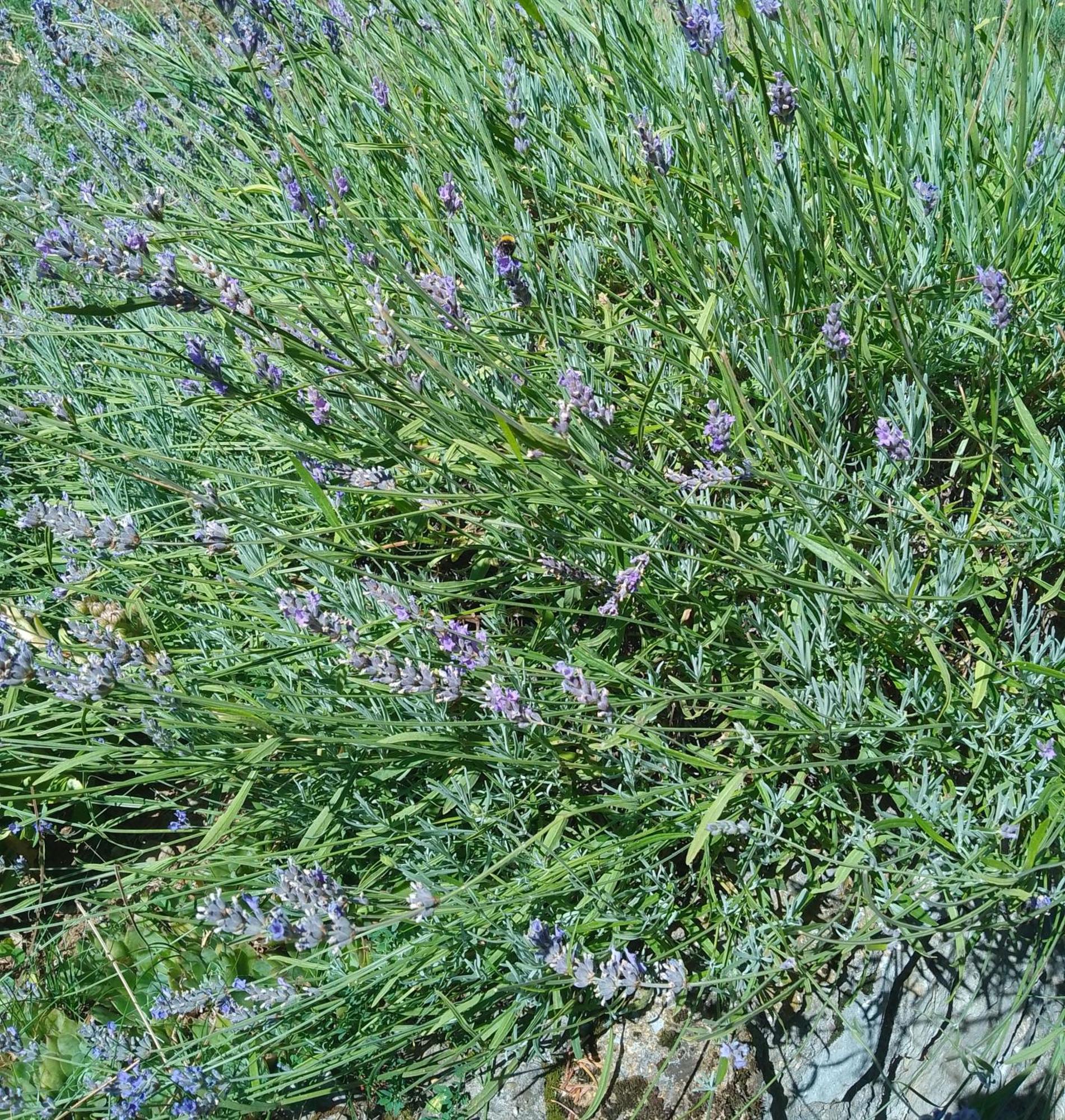 Apartmani Planinska Kuca, Jagodnja Krupanj المظهر الخارجي الصورة